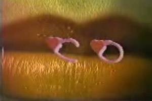 Mi Co-Ra-Zón (1986)